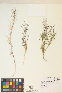 Eremothera chamaenerioides image