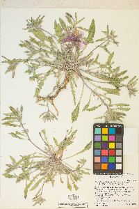 Oenothera californica image