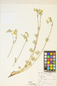 Potentilla gracilis image