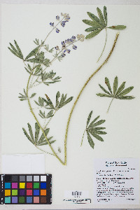 Lupinus argenteus var. argenteus image