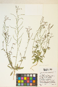 Eremothera chamaenerioides image