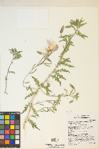 Oenothera californica image