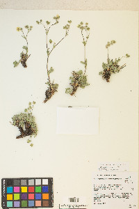 Potentilla diversifolia image