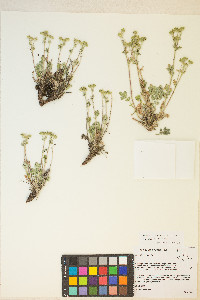 Potentilla pensylvanica image