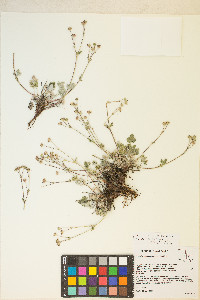 Potentilla hookeriana image