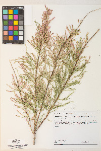 Tamarix chinensis image