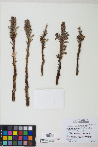 Orobanche cooperi image