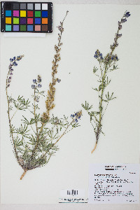 Lupinus sparsiflorus image