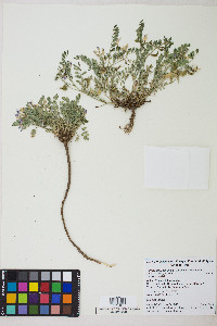 Astragalus iodanthus image