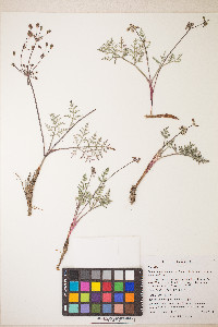 Lomatium nevadense var. nevadense image