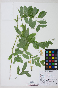 Lathyrus delnorticus image