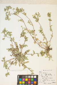 Potentilla newberryi image