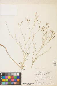 Epilobium brachycarpum image