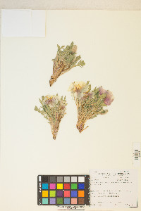 Oenothera deltoides image