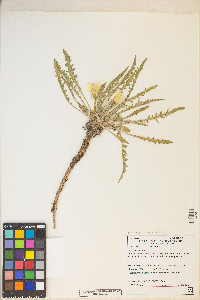 Taraxia tanacetifolia image