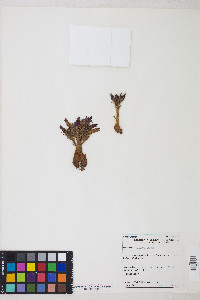 Aphyllon corymbosum subsp. corymbosum image