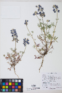 Lupinus nanus image