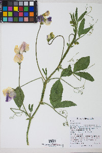 Lathyrus odoratus image