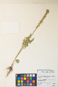 Sidalcea oregana var. spicata image