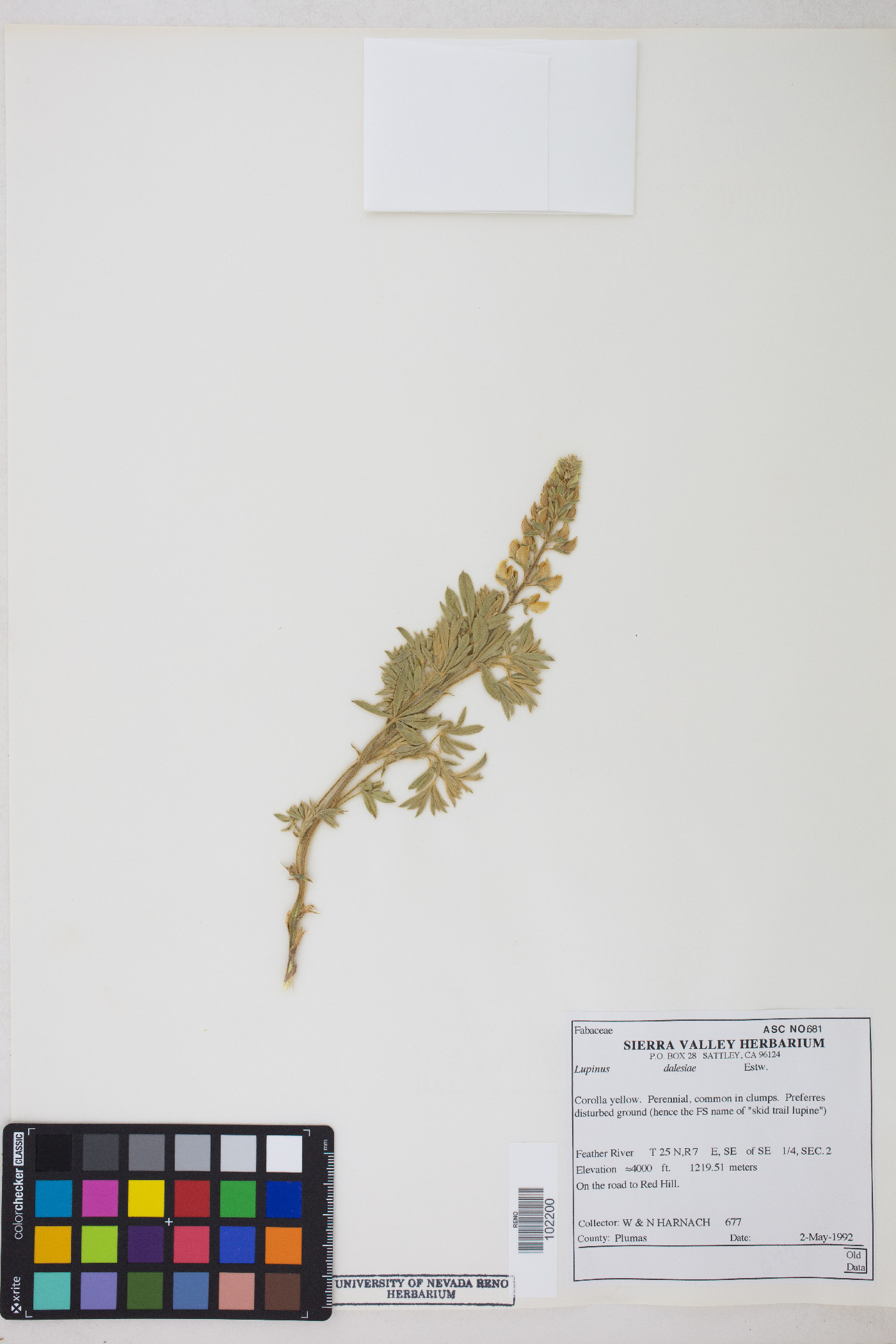 Lupinus dalesiae image