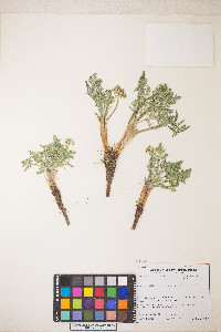 Lomatium nevadense var. nevadense image