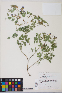 Lathyrus lanszwertii image