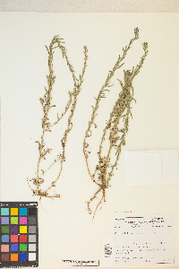 Epilobium torreyi image