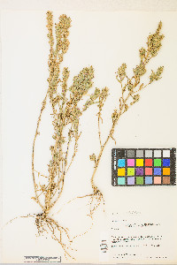 Epilobium densiflorum image