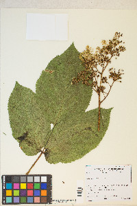 Aralia californica image