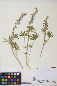 Lupinus argenteus var. argenteus image