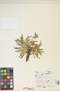 Oenothera flava image