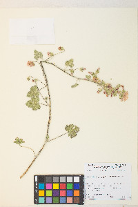 Sphaeralcea munroana image