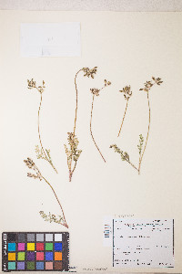 Lomatium austiniae image