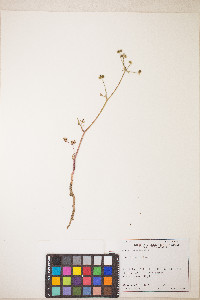 Sanicula graveolens image