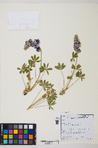 Lupinus grayi image