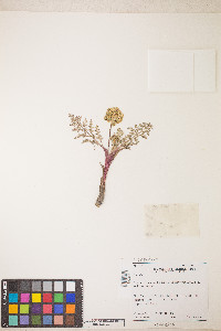 Lomatium donnellii image