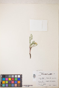Lomatium donnellii image