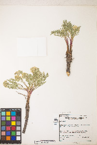 Lomatium donnellii image