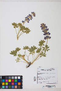 Lupinus grayi image