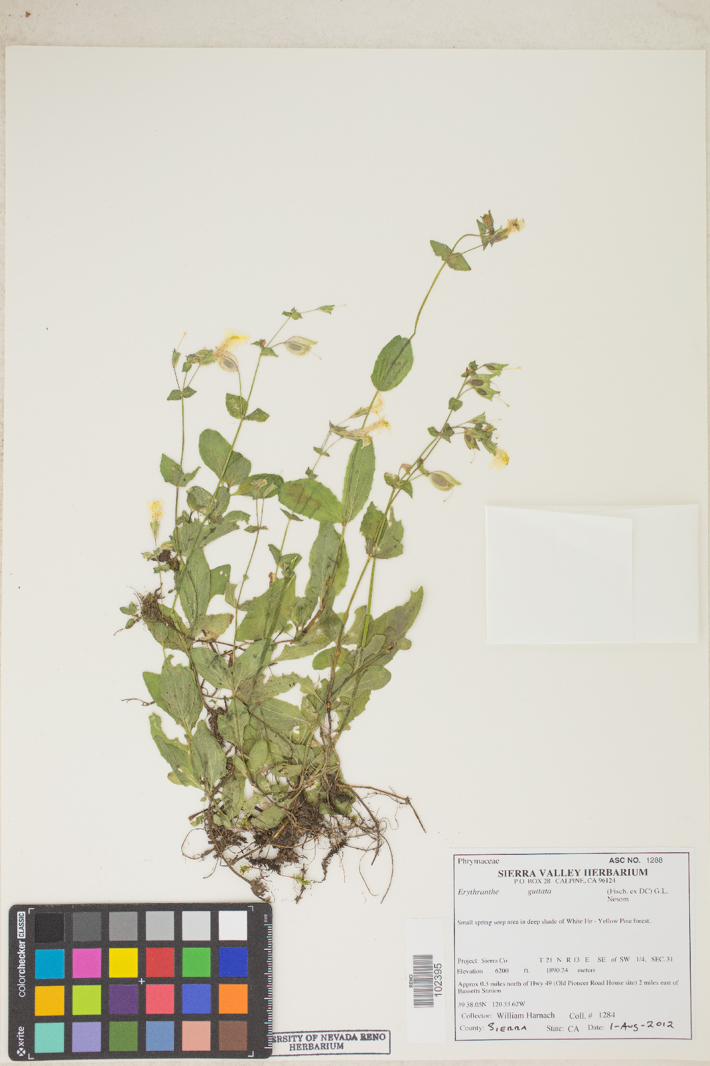 Erythranthe corallina image