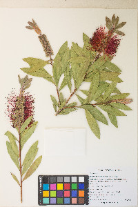 Melaleuca viminalis image