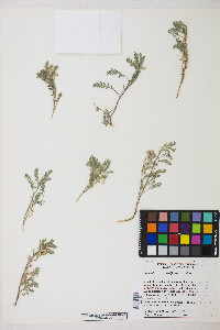 Astragalus lentiformis image