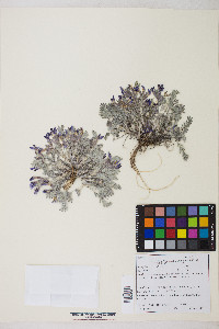 Astragalus purshii var. tinctus image