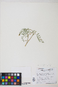 Astragalus webberi image