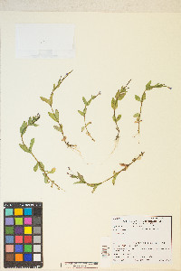 Epilobium glaberrimum var. fastigiatum image