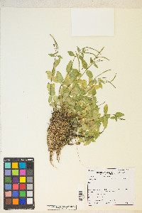 Epilobium glaberrimum var. fastigiatum image