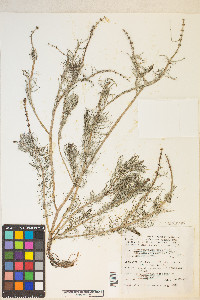 Myriophyllum sibiricum image