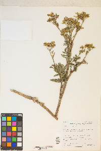 Apium graveolens image