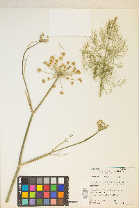 Foeniculum vulgare image