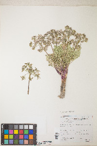 Lomatium macrocarpum image